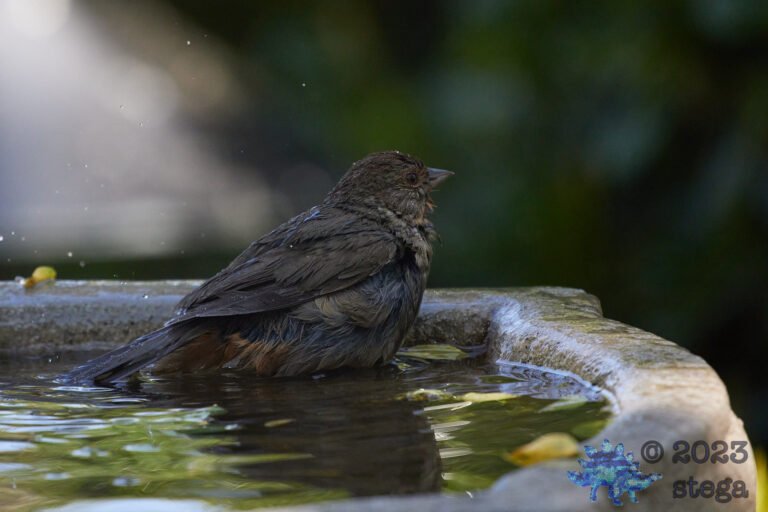 California Towhee