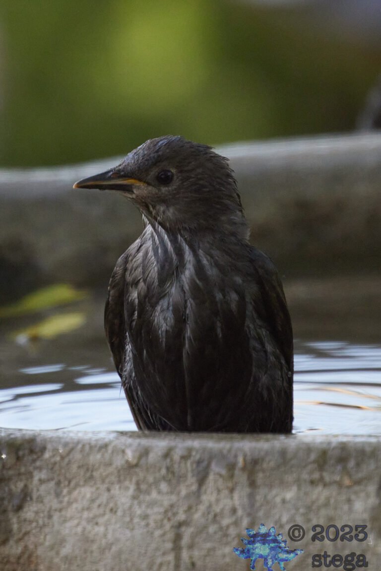 European Starling