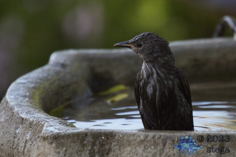 European Starling