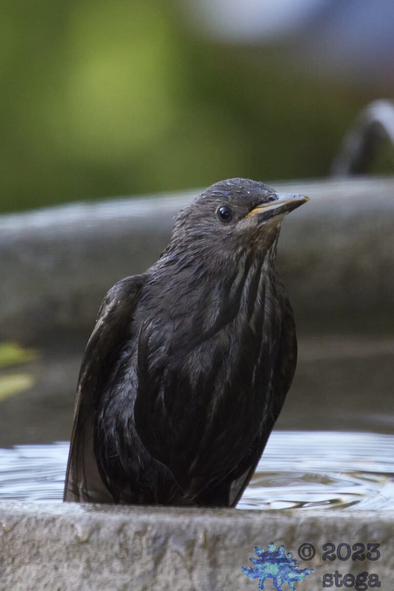 European Starling