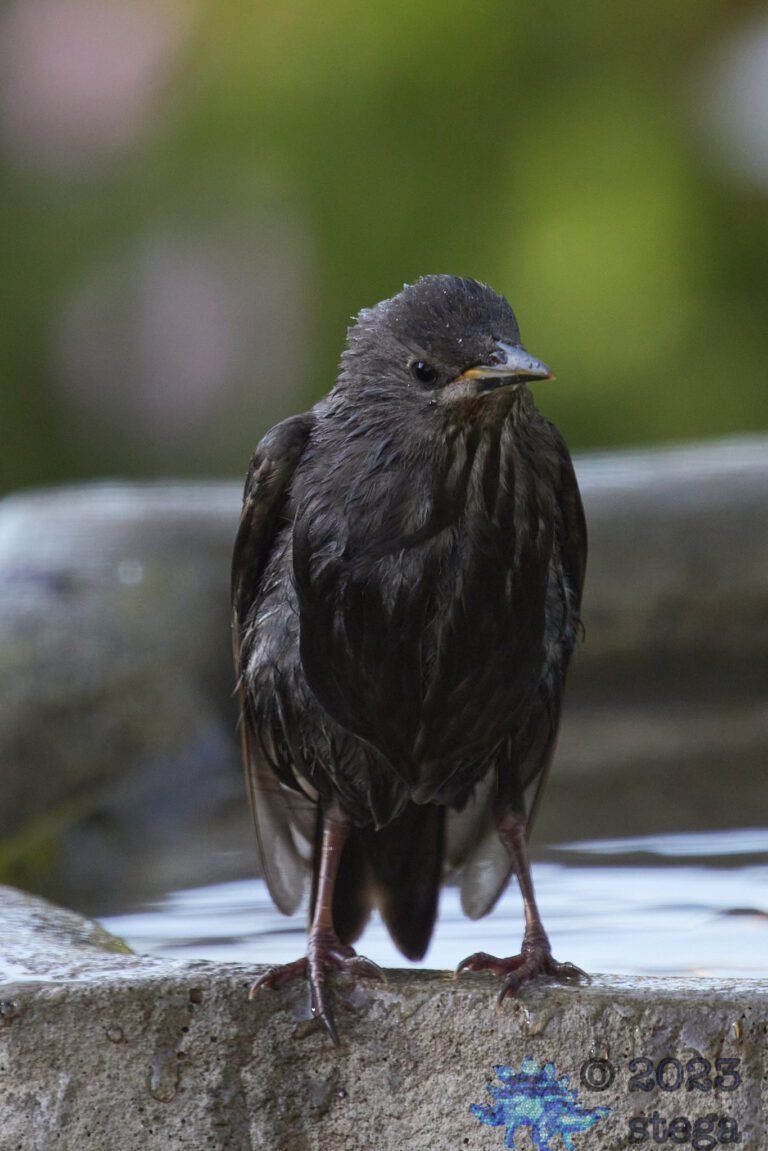 European Starling