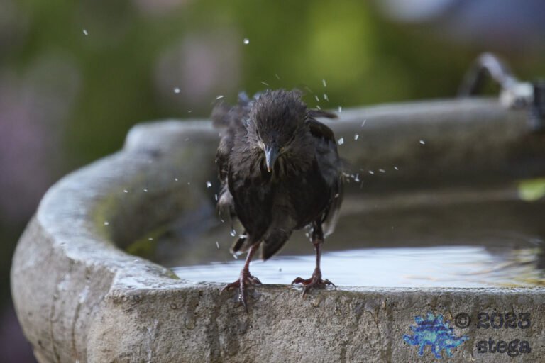 European Starling