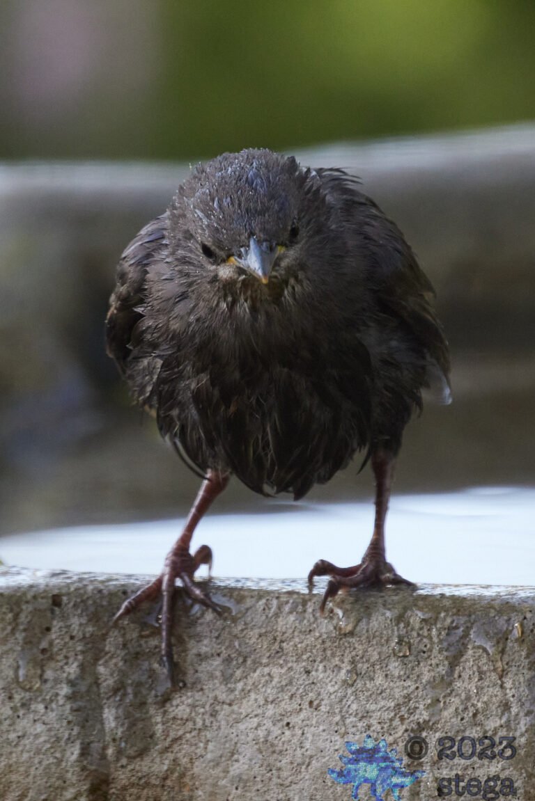 European Starling