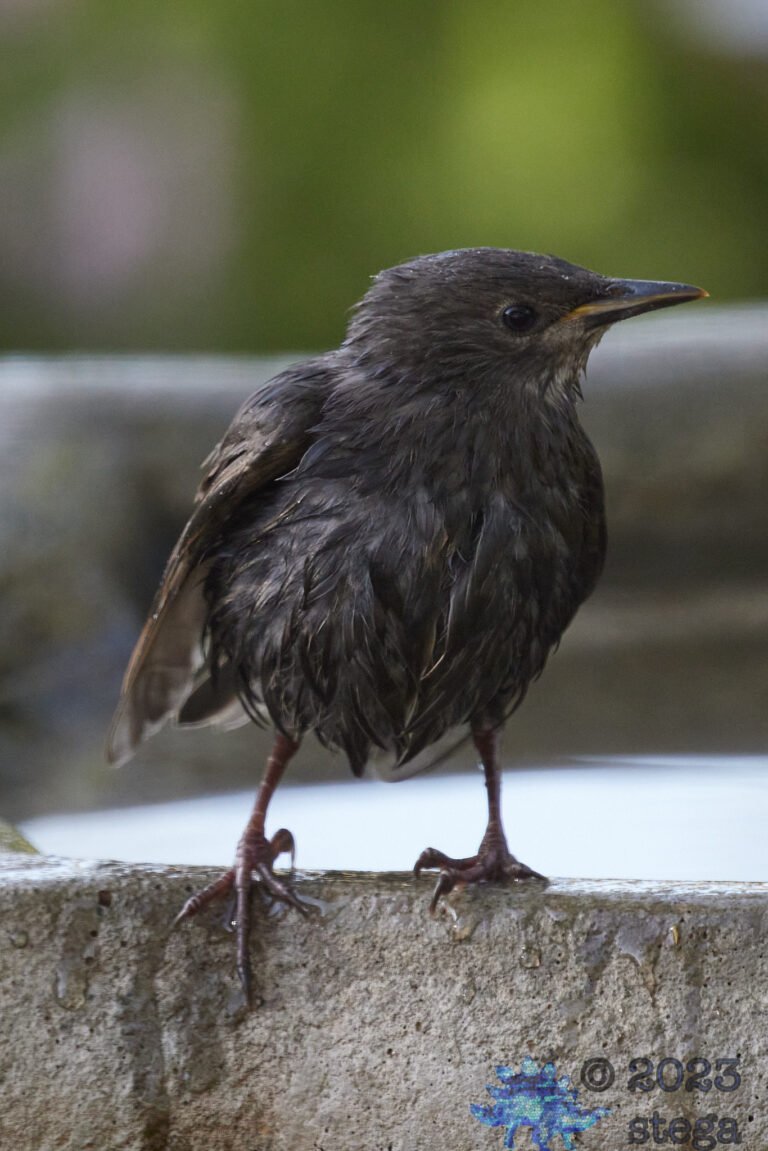 European Starling