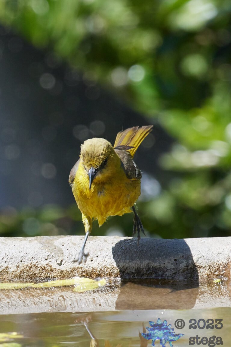Bullock’s Oriole