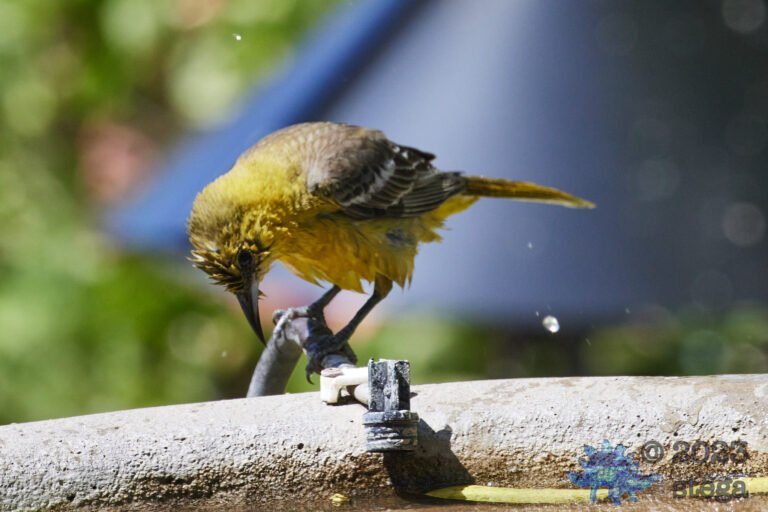 Bullock’s Oriole
