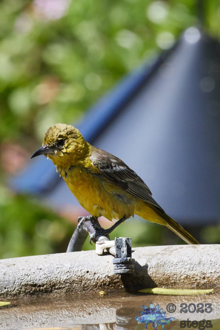 Bullock’s Oriole