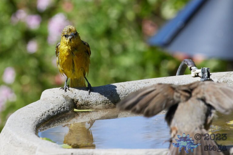 Bullock’s Oriole