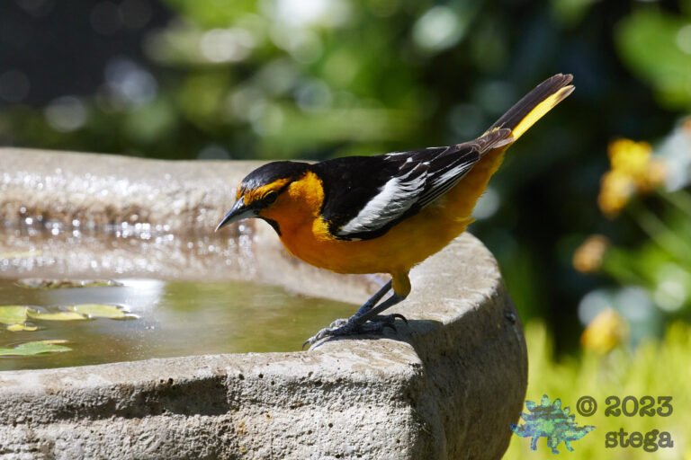 Bullock’s Oriole