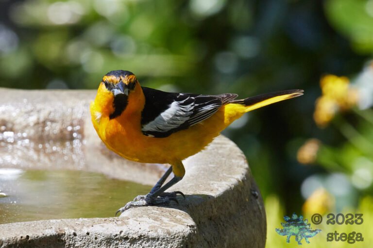 Bullock’s Oriole