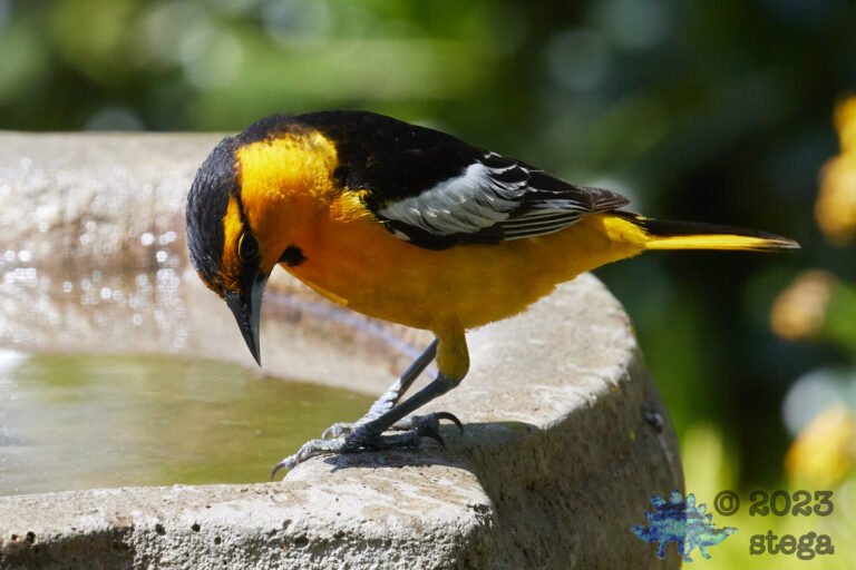 Bullock’s Oriole