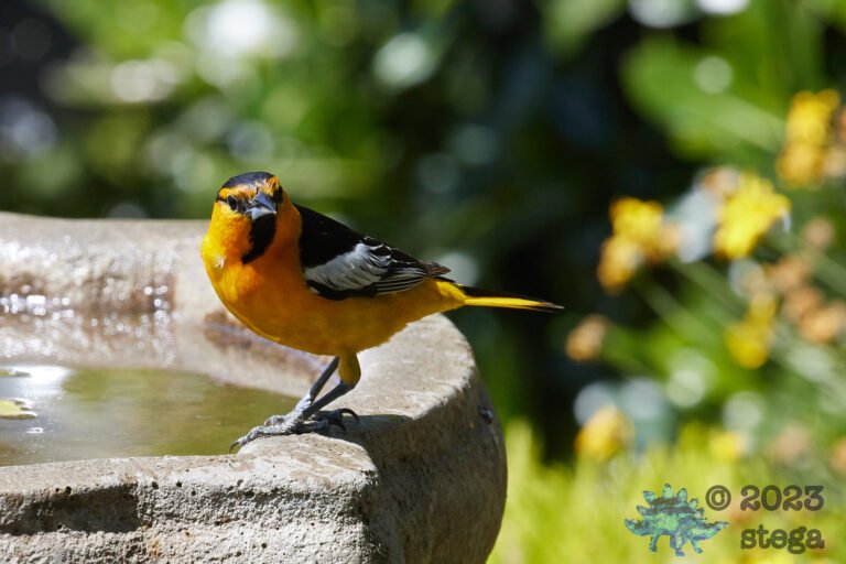 Bullock’s Oriole