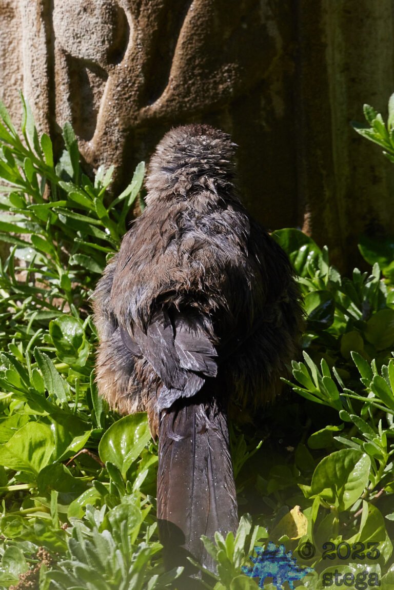 California Thrasher