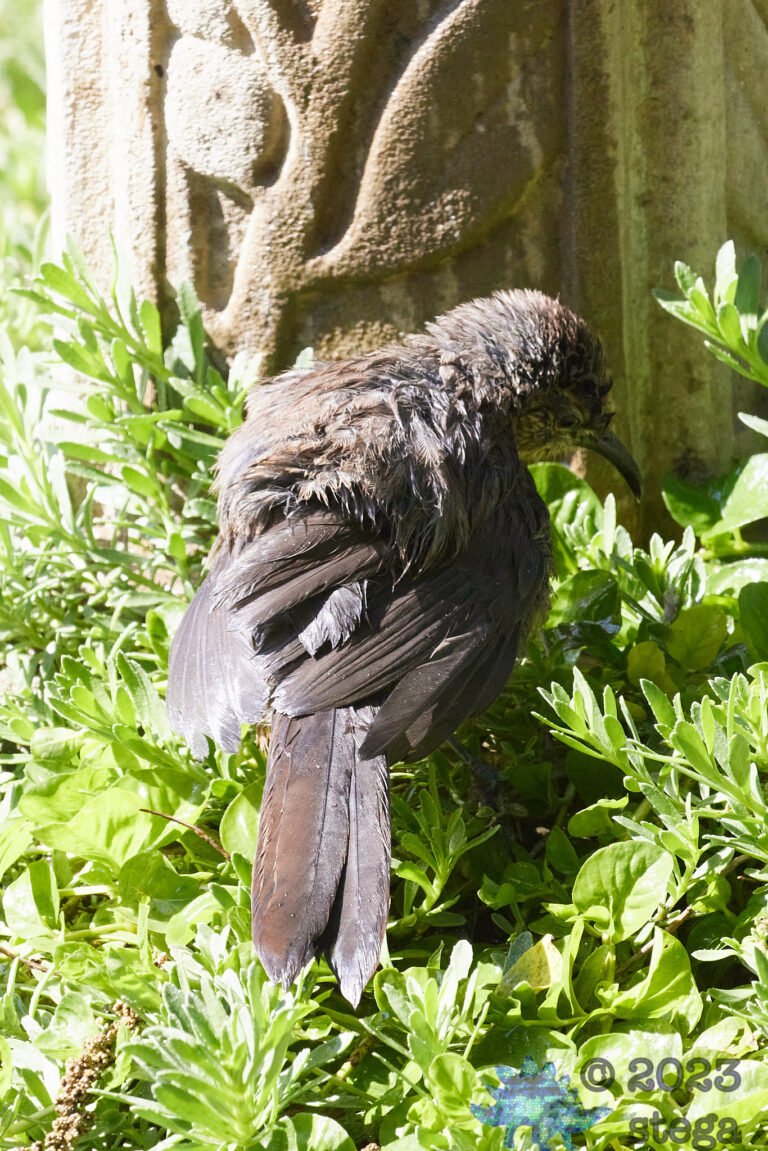 California Thrasher