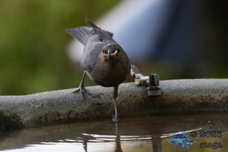 Brown-Headed Cowbird