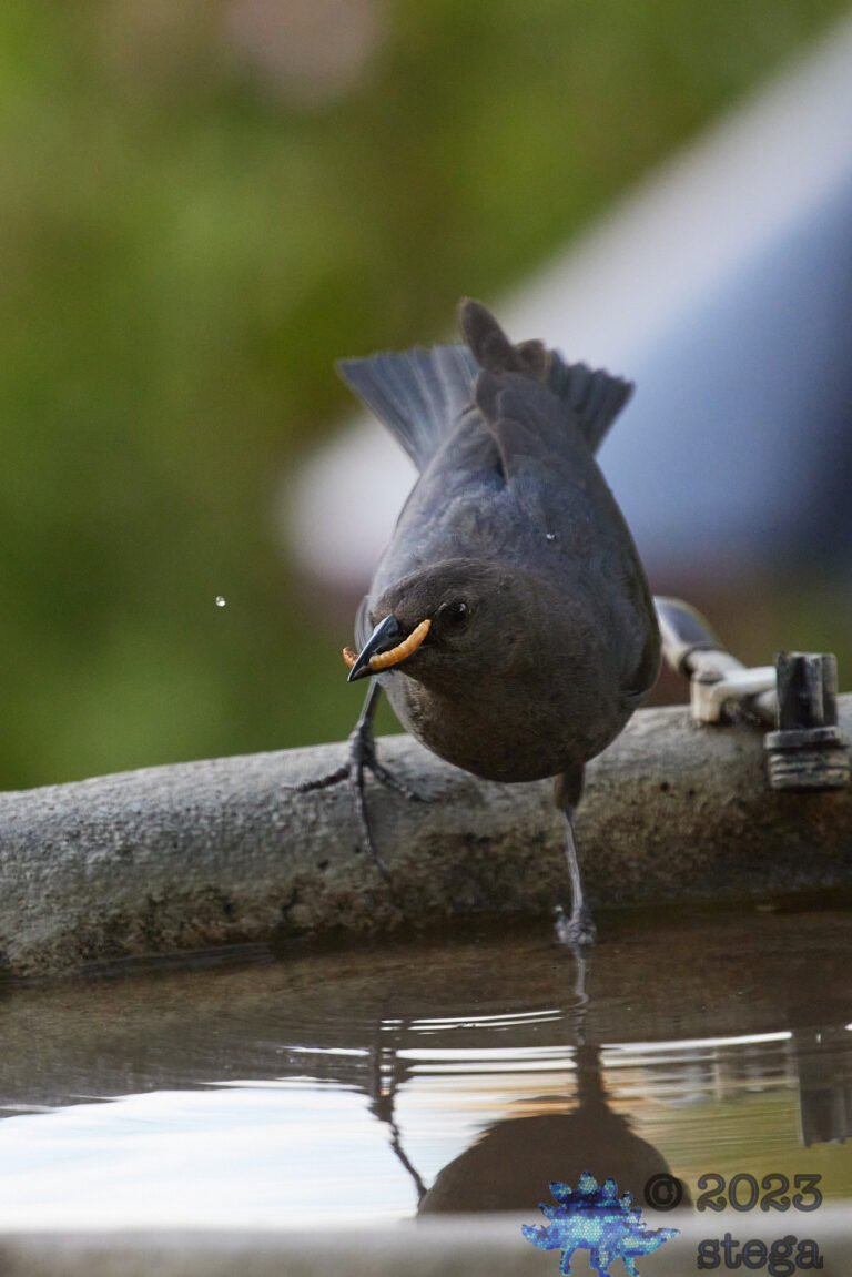 Brown-Headed Cowbird