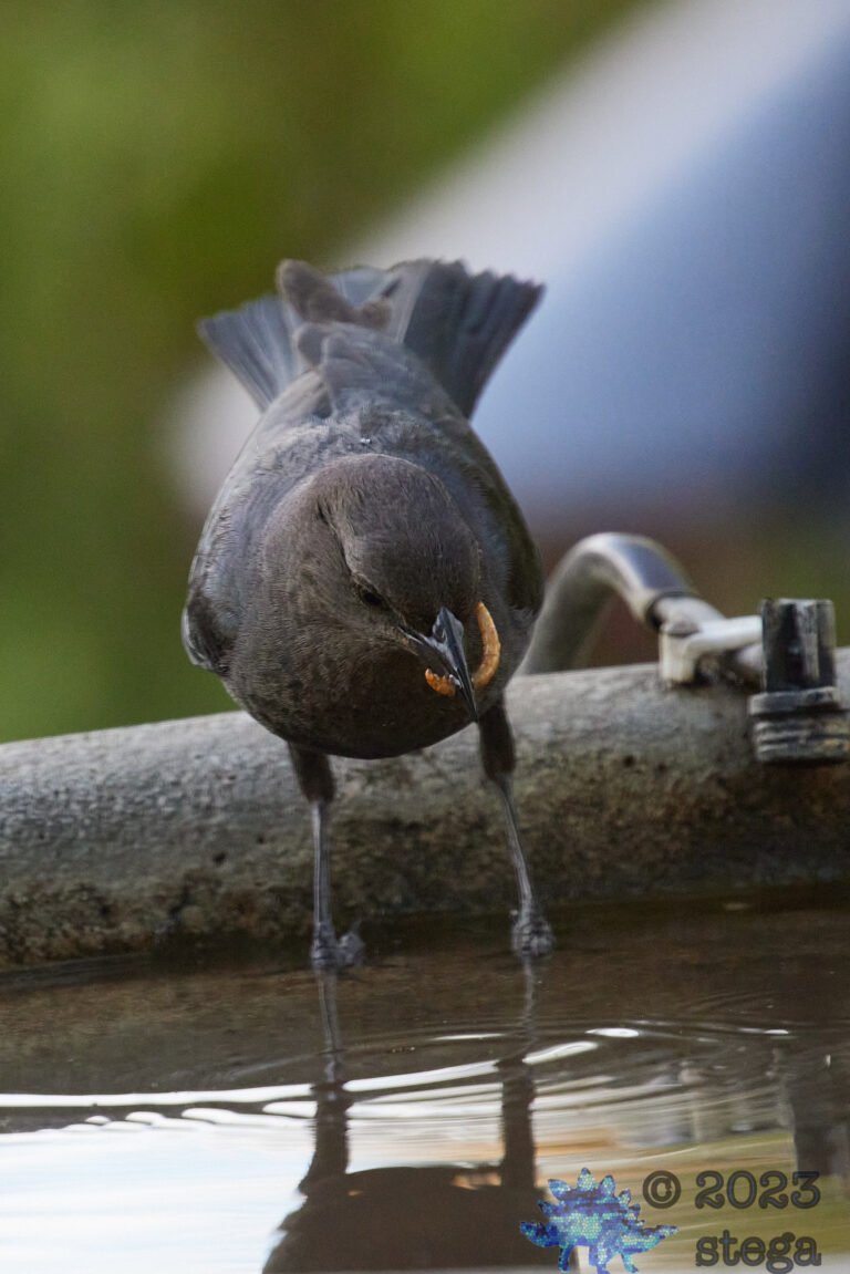 Brown-Headed Cowbird