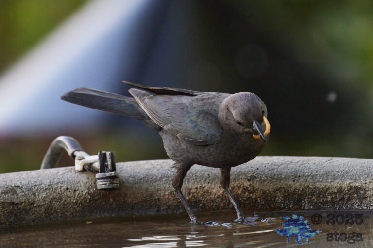 Brown-Headed Cowbird