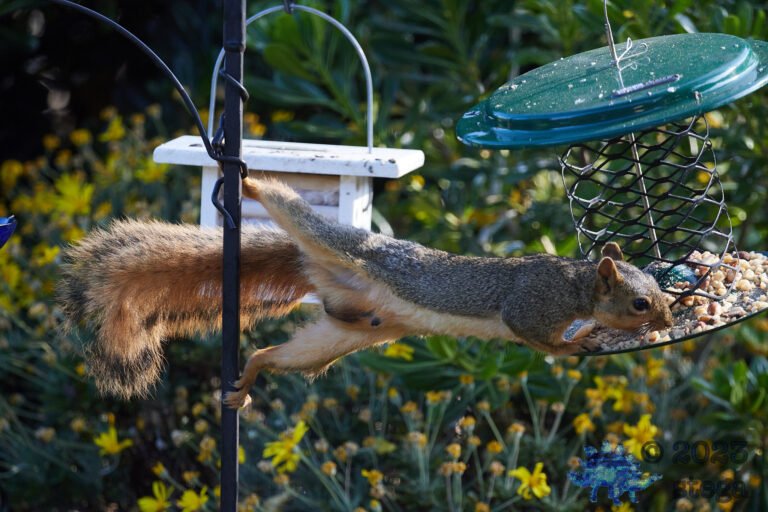 Fox Squirrel
