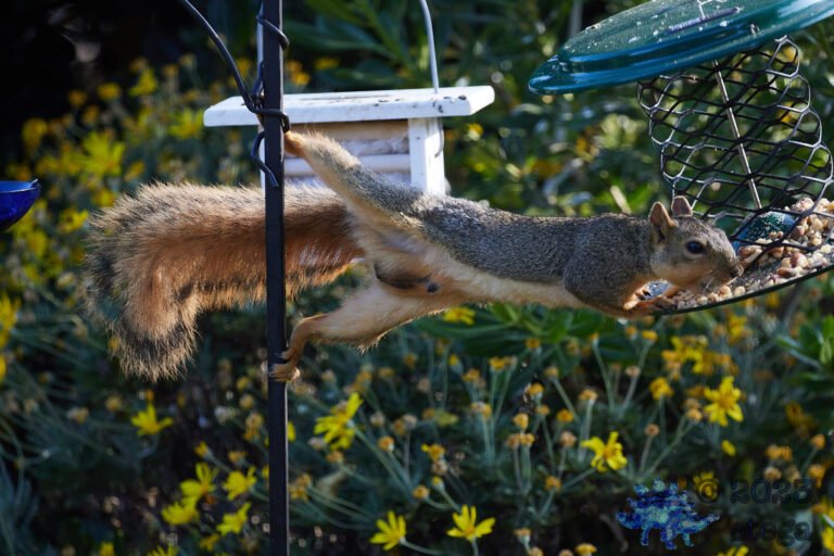 Fox Squirrel