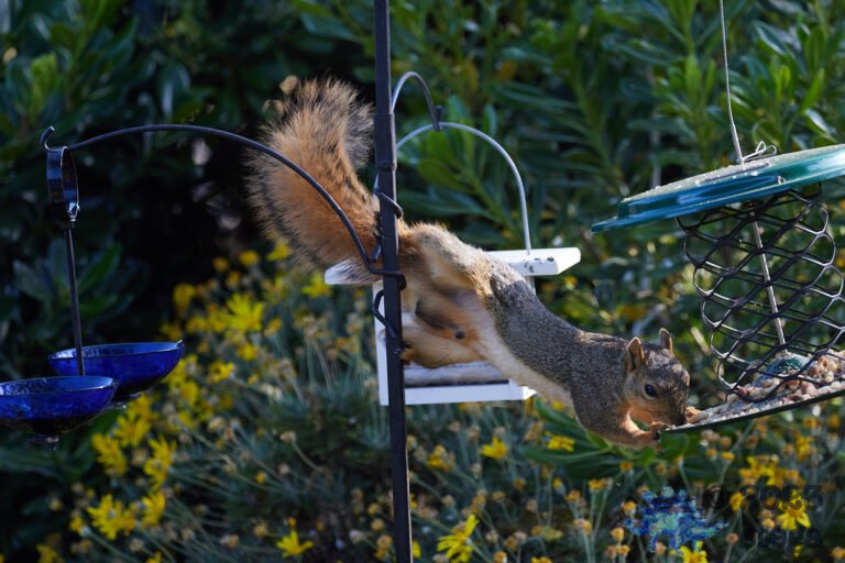 Fox Squirrel