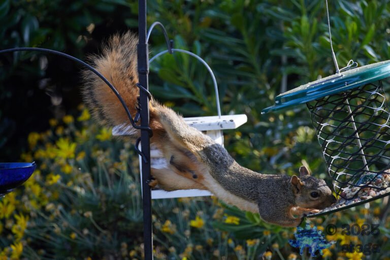 Fox Squirrel