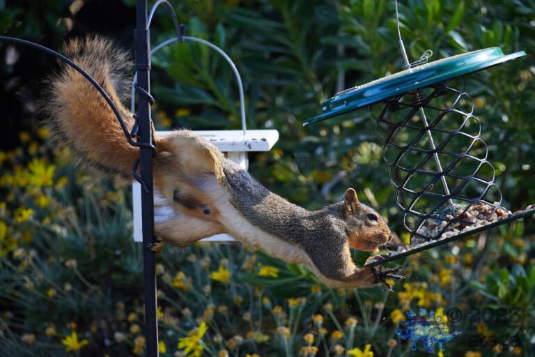 Fox Squirrel