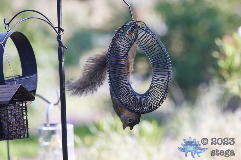 Fox Squirrel