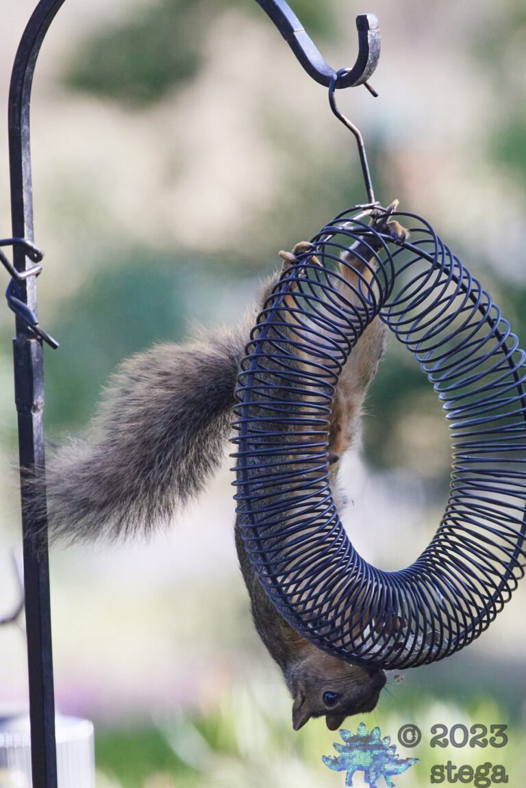 Fox Squirrel