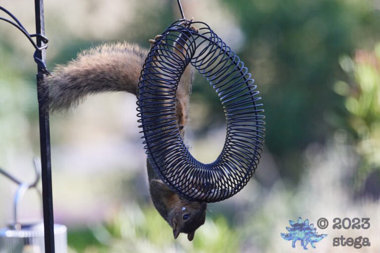 Fox Squirrel