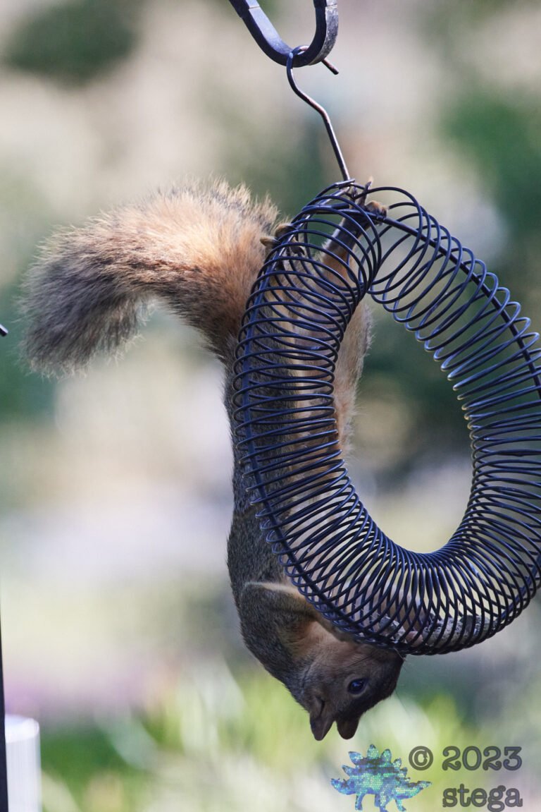 Fox Squirrel