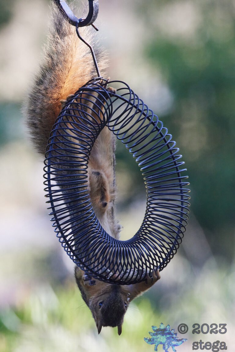 Fox Squirrel