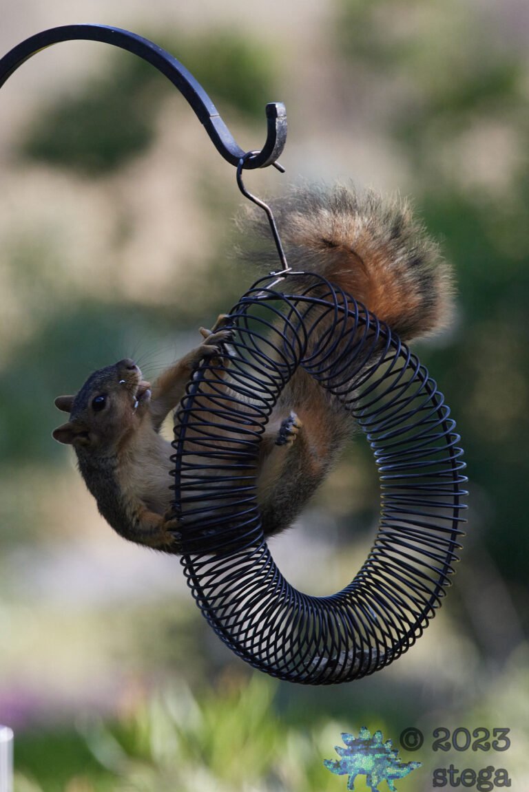 Fox Squirrel