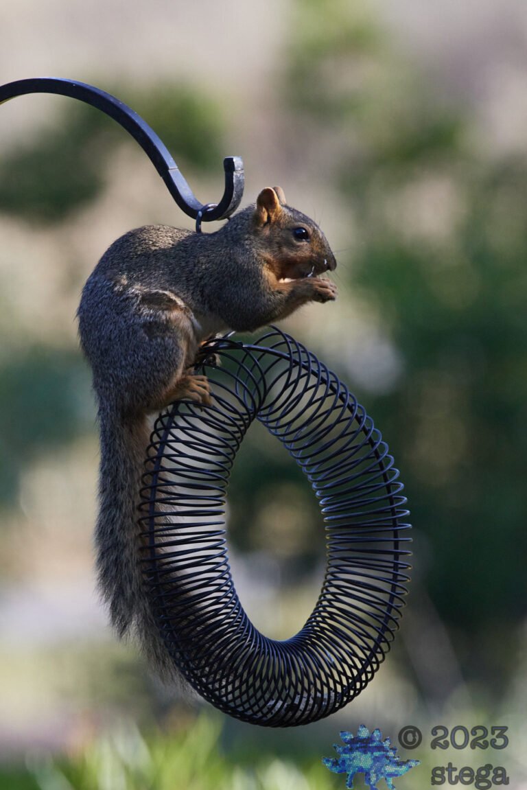 Fox Squirrel