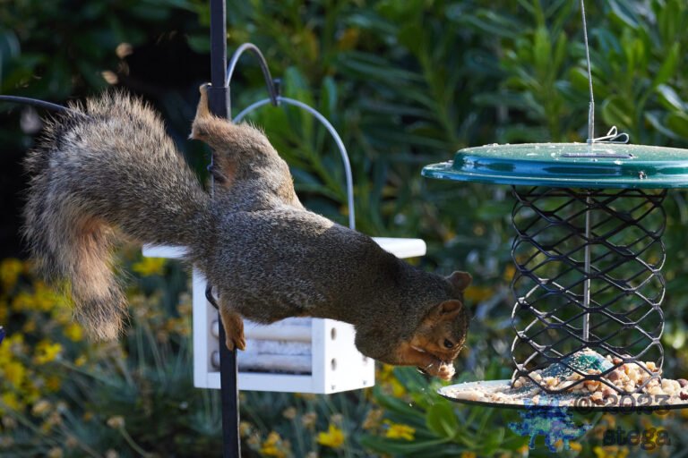 Fox Squirrel