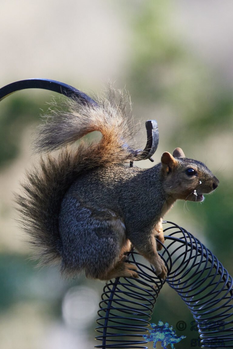 Fox Squirrel