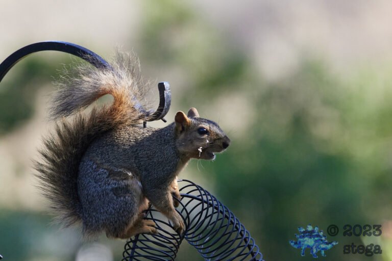 Fox Squirrel