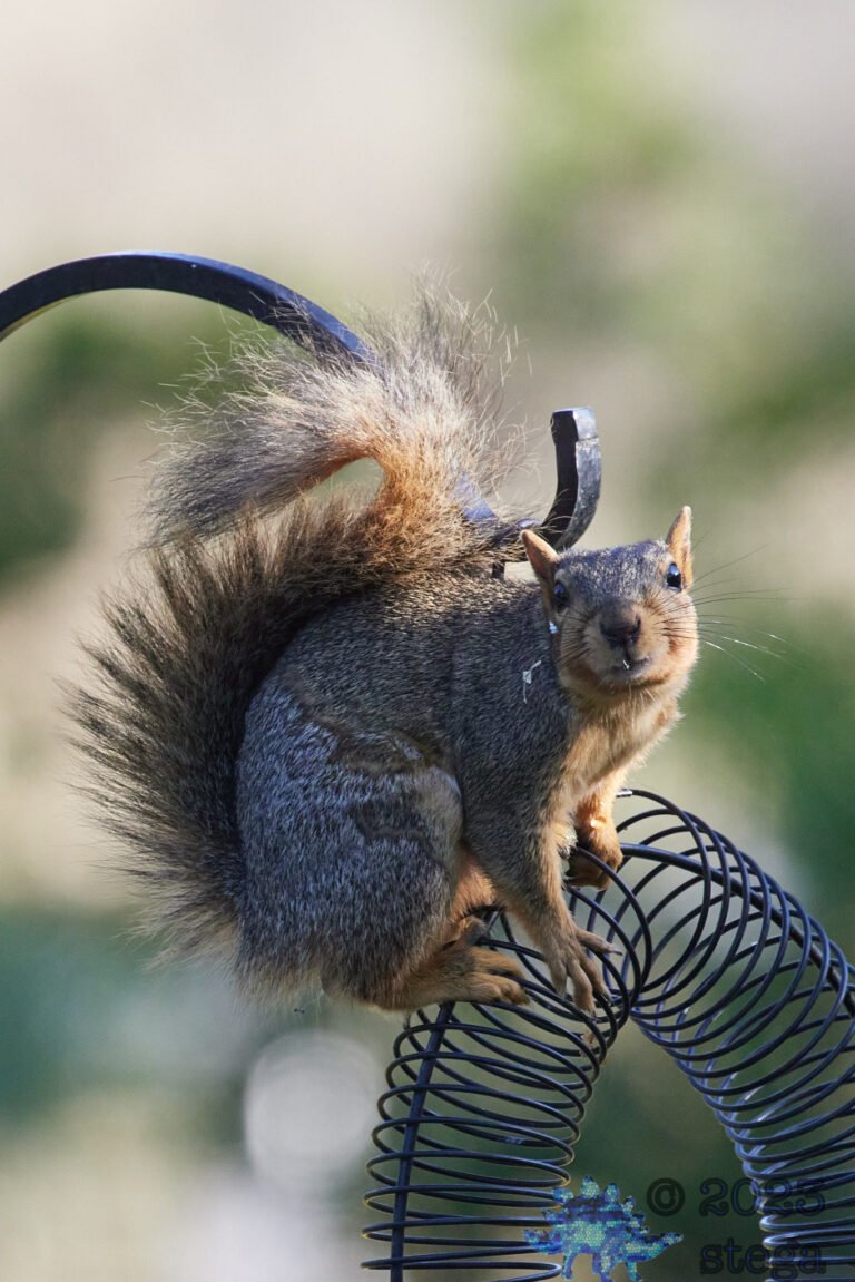 Fox Squirrel