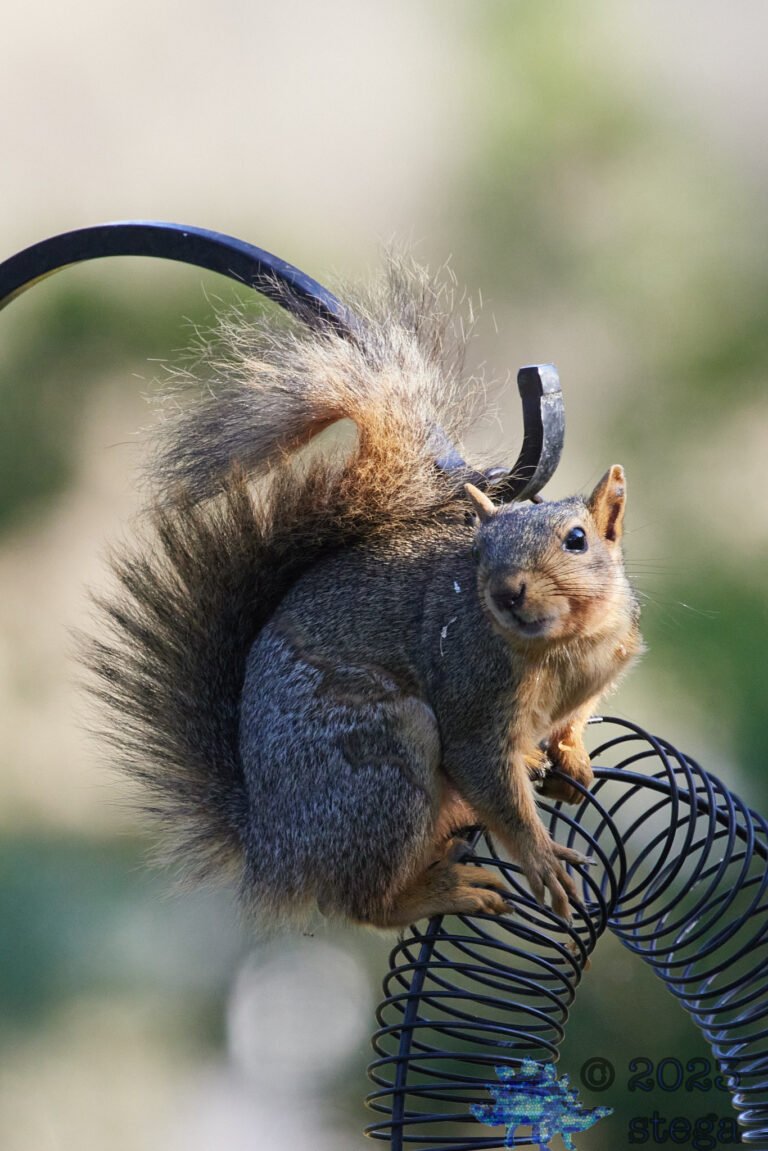Fox Squirrel