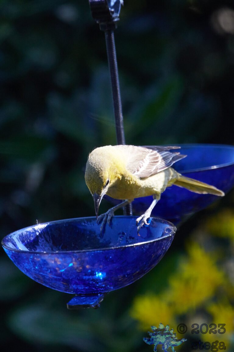 Bullock’s Oriole