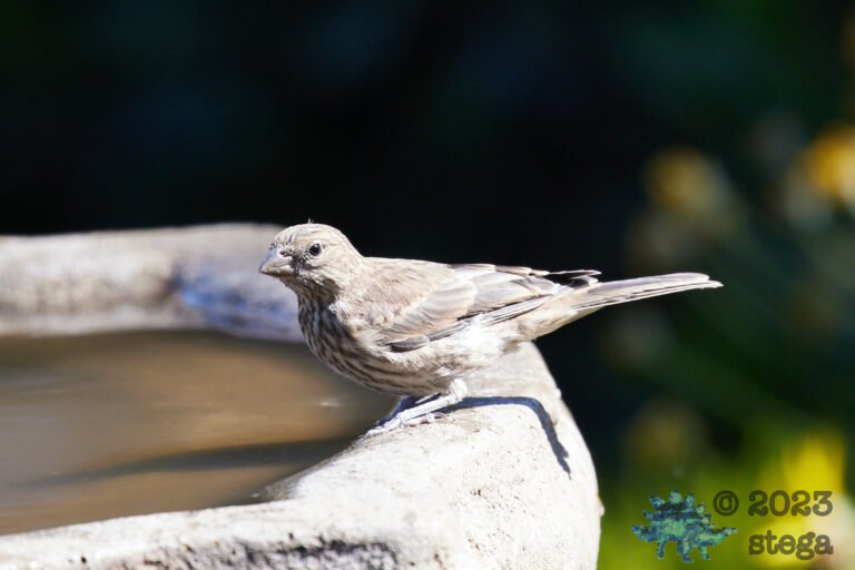House Finch