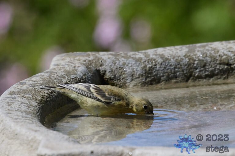 Lesser Goldfinch