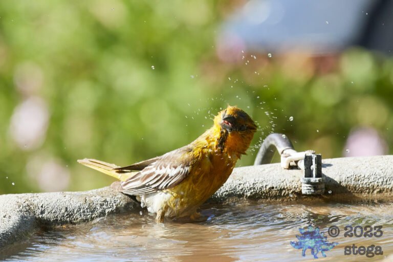 Bullock’s Oriole