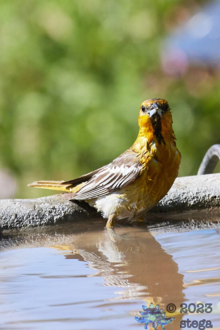 Bullock’s Oriole