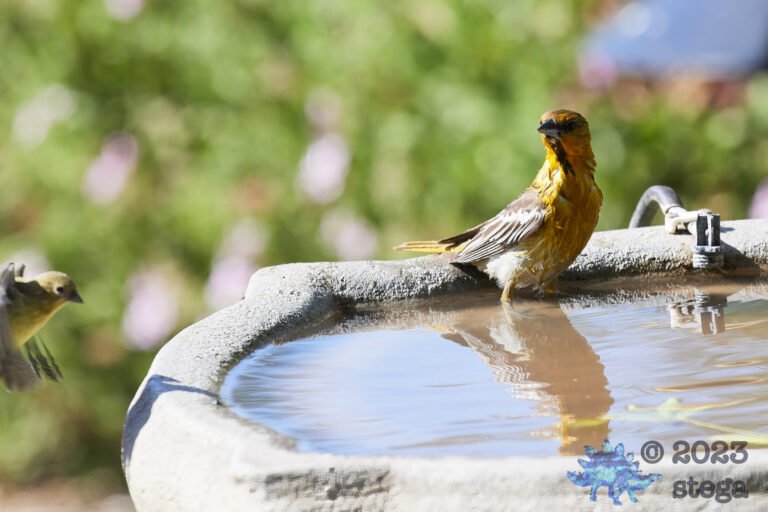 Bullock’s Oriole