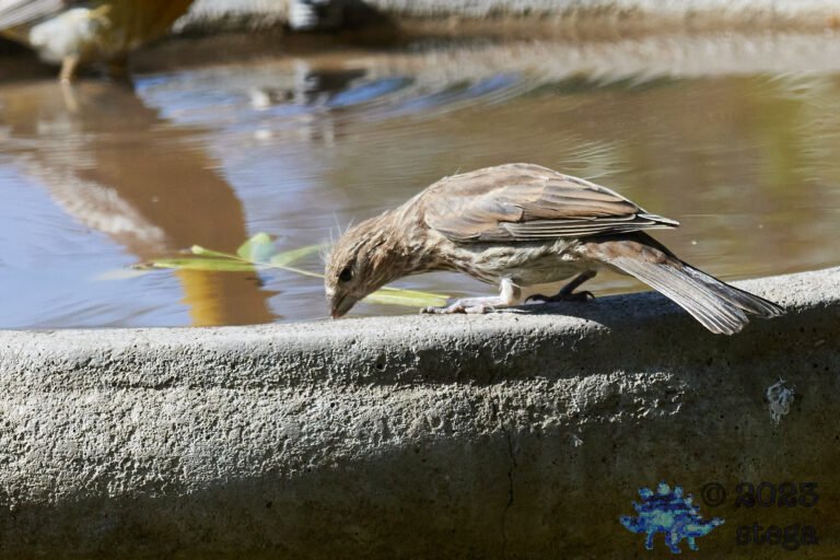 House Finch