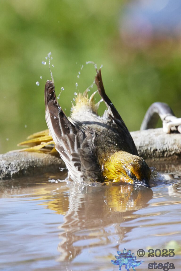 Bullock’s Oriole
