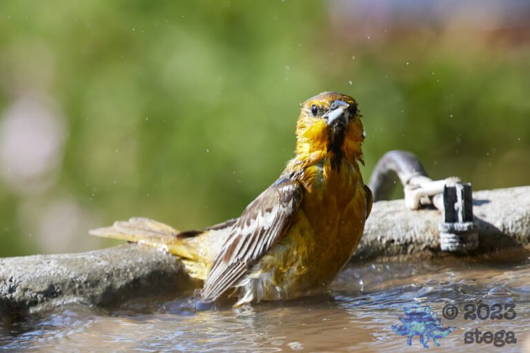 Bullock’s Oriole