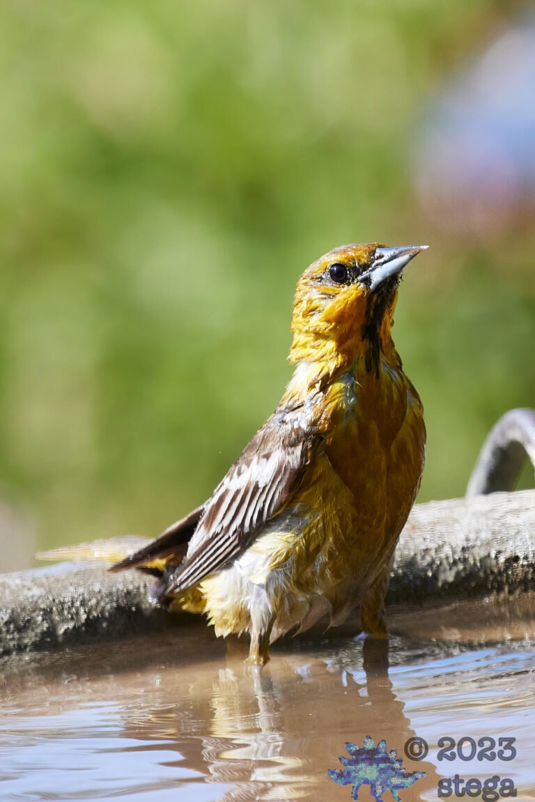 Bullock’s Oriole