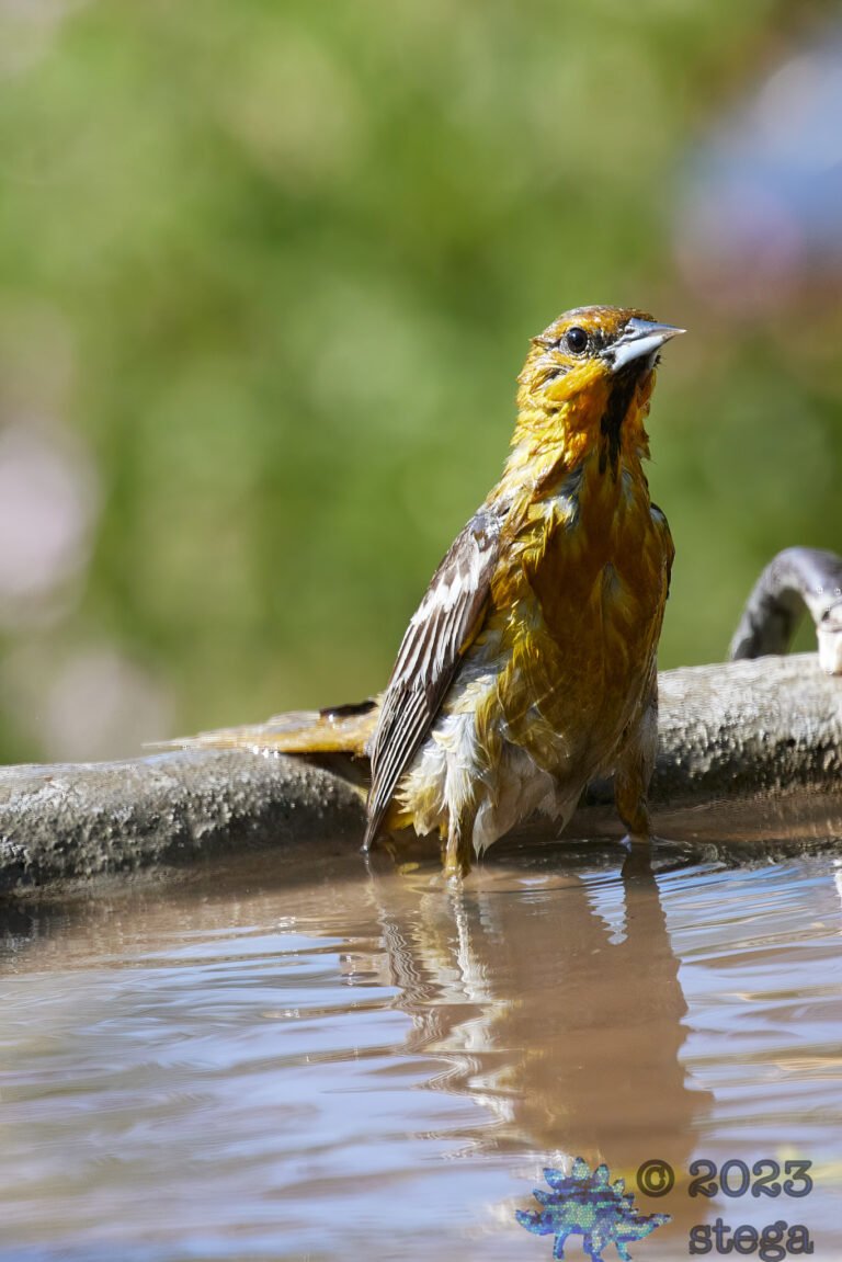 Bullock’s Oriole